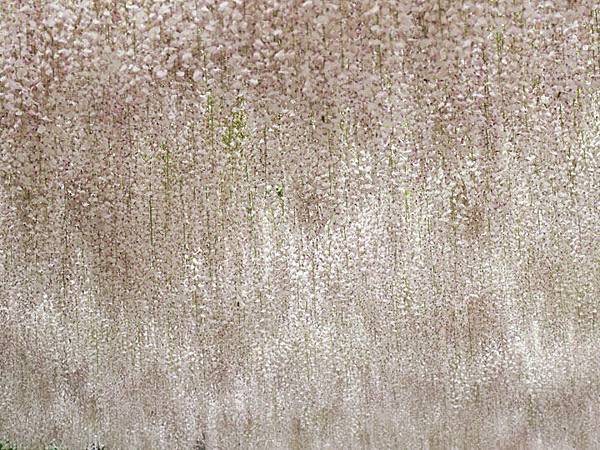 Wisteria g2.JPG