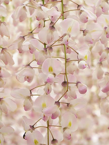 Wisteria g3.JPG Wisteria g3.JPG