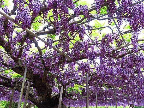 Wisteria h1.JPG