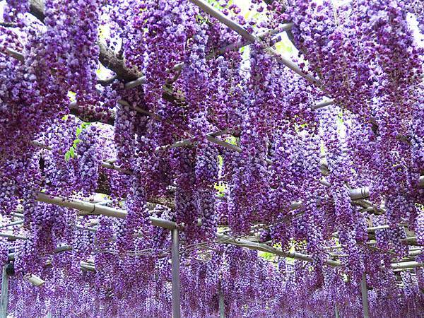 Wisteria h2.JPG