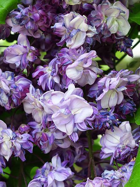 Wisteria h5.JPG