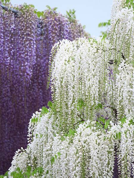 Wisteria i2.JPG