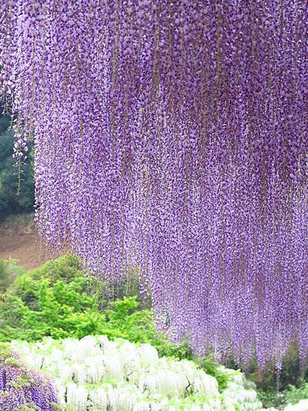 Wisteria i4.JPG