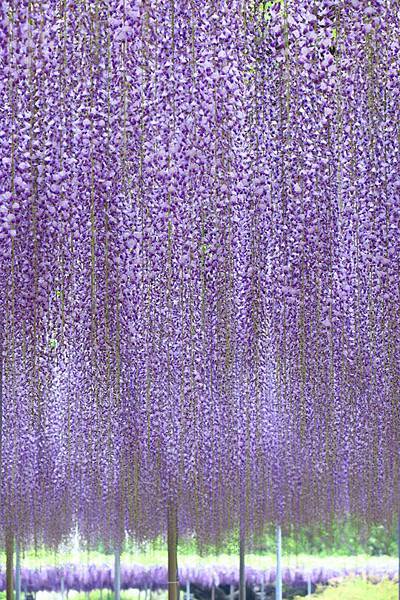 Wisteria i5.JPG