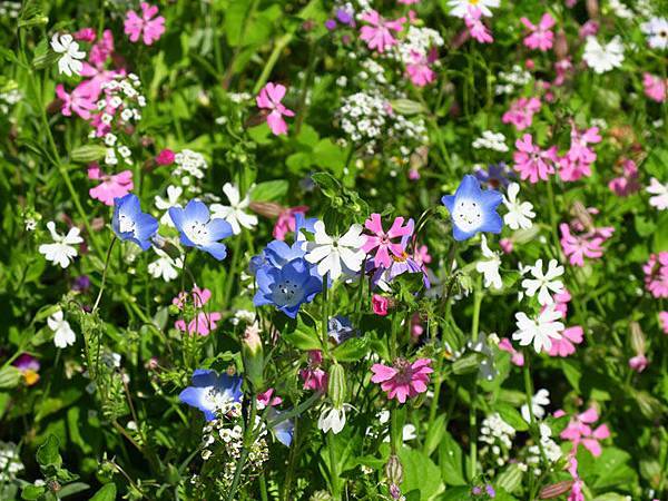 Morges a3.JPG Morges a3.JPG