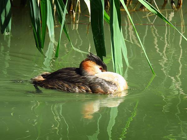 Morges a5.JPG Morges a5.JPG