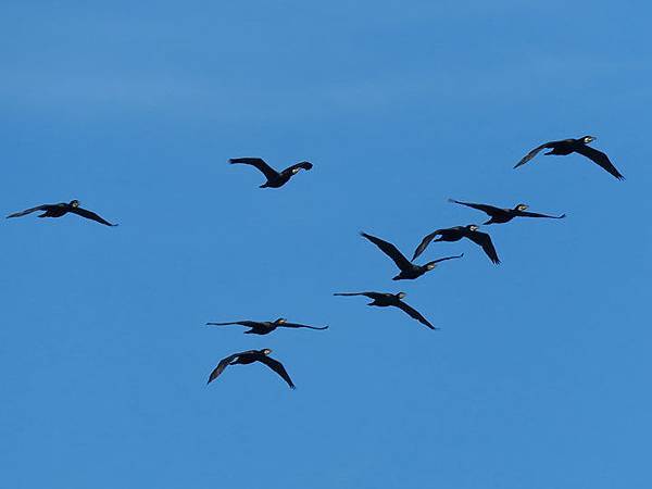 Morges c6.JPG Morges c6.JPG