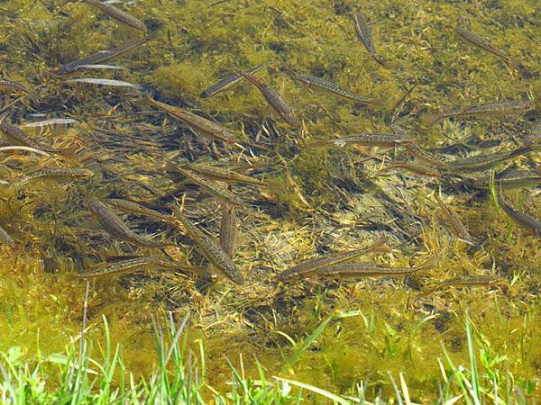 Zermatt a9.JPG Zermatt a9.JPG