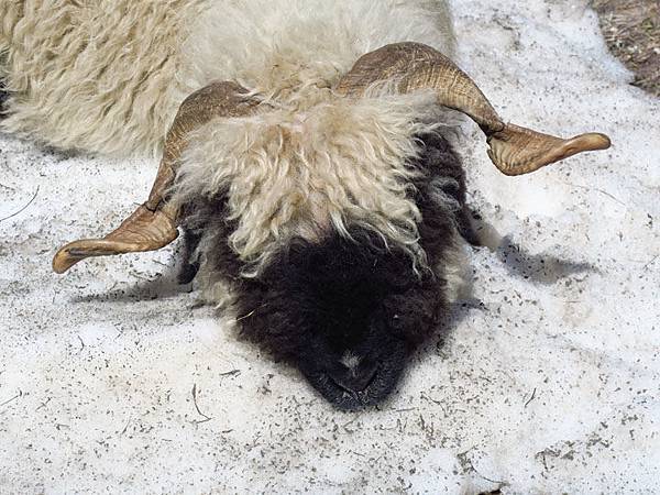 Zermatt d2.JPG Zermatt d2.JPG