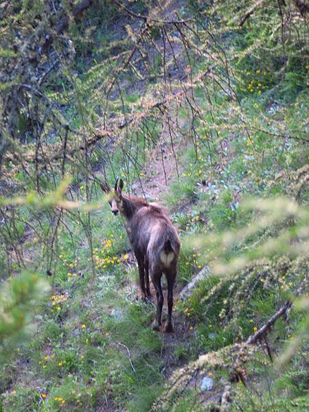 Zermatt d4.JPG Zermatt d4.JPG