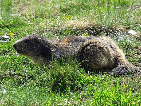 Zermatt d5.JPG Zermatt d5.JPG