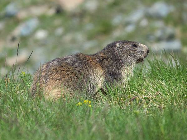 Zermatt d3.JPG Zermatt d3.JPG