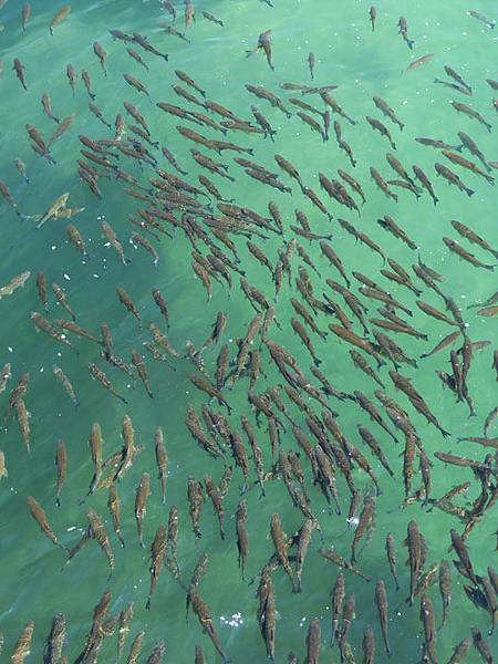 Rheinfall e2.JPG Rheinfall e2.JPG