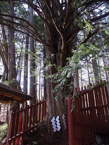 Nikko f5.JPG Nikko f5.JPG