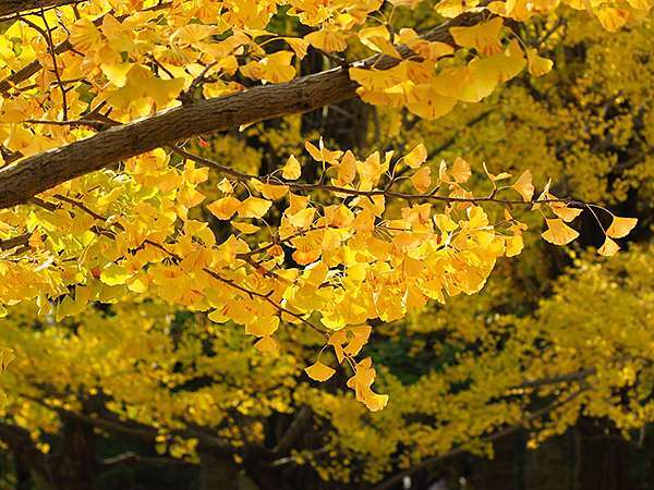 東京 11月紅葉 二 昭和記念公園 Tokyo Autumn Ii Confusingstone的部落格 痞客邦