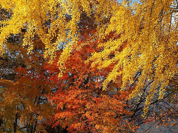 Ueda a1.JPG Ueda a1.JPG