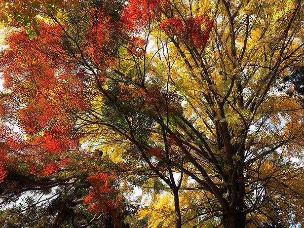 Ueda c5.JPG Ueda c5.JPG