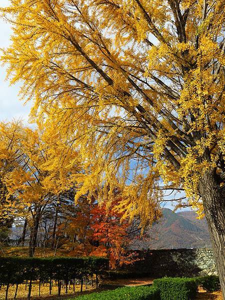 Ueda c7.JPG Ueda c7.JPG