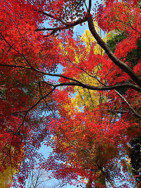 Ueda d4.JPG Ueda d4.JPG