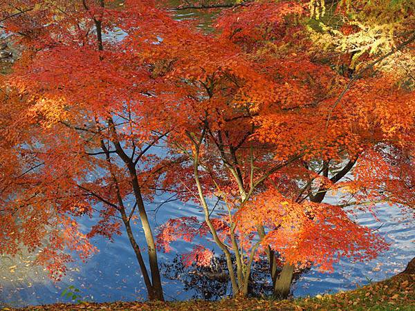 Ueda d2.JPG Ueda d2.JPG