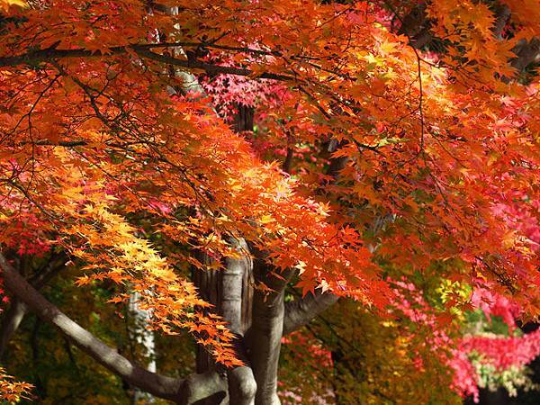 Ueda d5.JPG Ueda d5.JPG