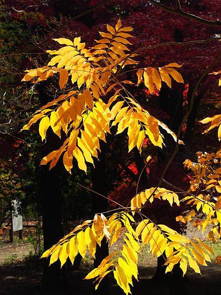 Ueda b6.JPG Ueda b6.JPG