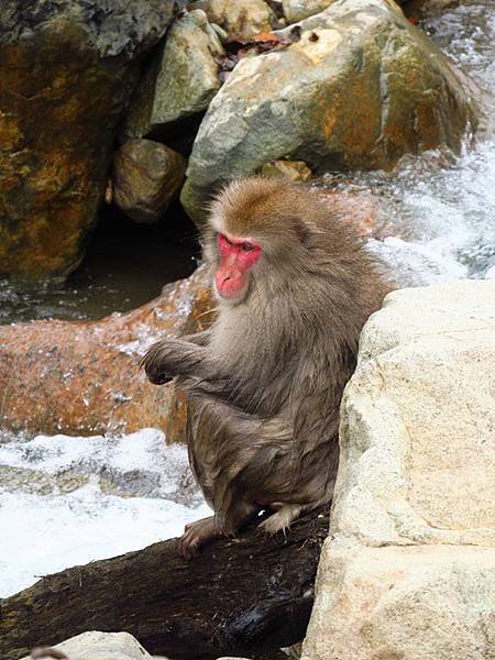 Onsen monkeys b4.JPG