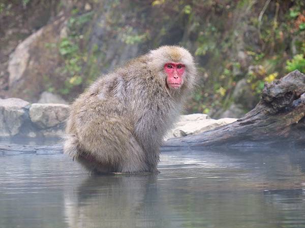 Onsen monkeys e5.JPG Onsen monkeys e5.JPG