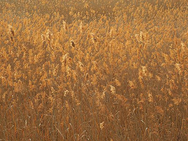 Yuanmingyuan k3.JPG Yuanmingyuan k3.JPG