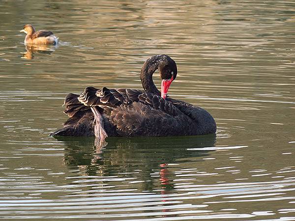 Yuanmingyuan l1.JPG Yuanmingyuan l1.JPG