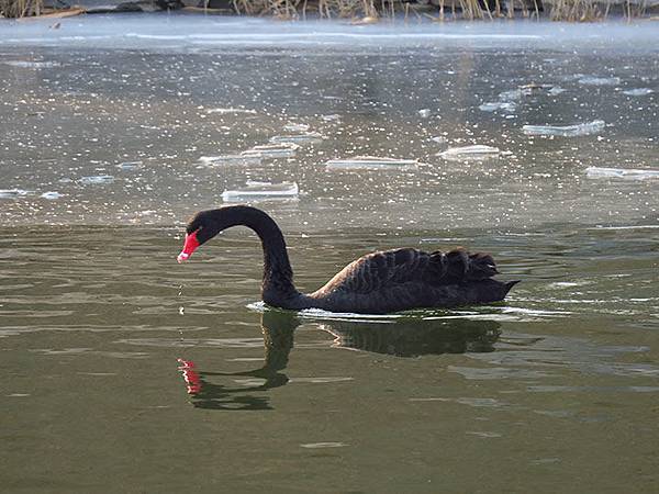 Yuanmingyuan l3.JPG Yuanmingyuan l3.JPG