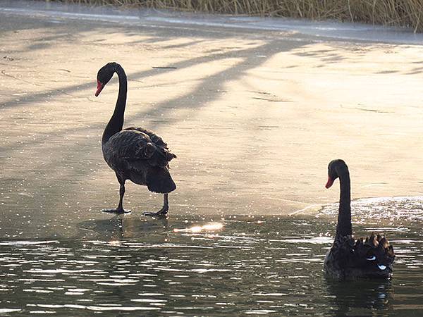 Yuanmingyuan l2.JPG Yuanmingyuan l2.JPG