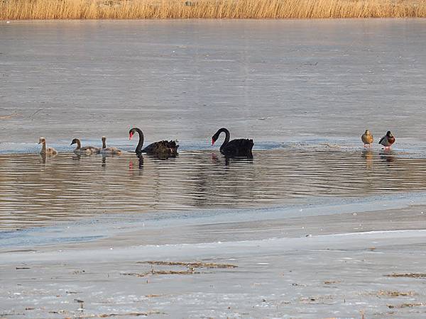 Yuanmingyuan l4.JPG Yuanmingyuan l4.JPG