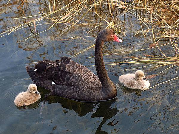 Yuanmingyuan l6.JPG Yuanmingyuan l6.JPG