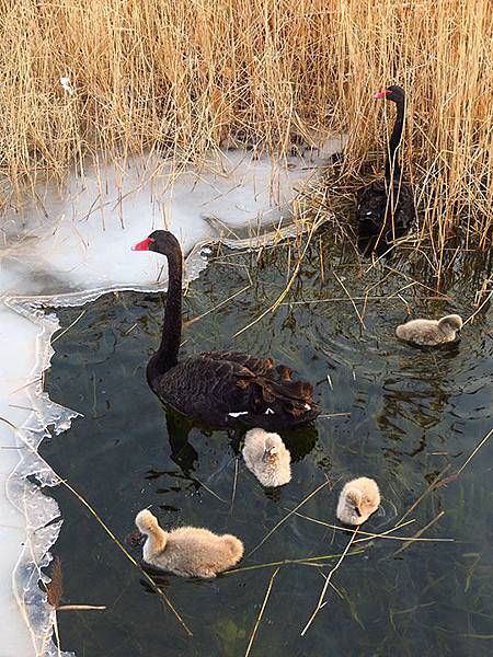 Yuanmingyuan l7.JPG Yuanmingyuan l7.JPG