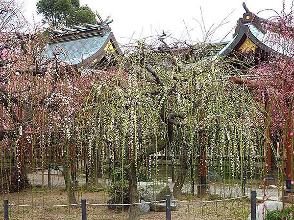 日本 津市 上 專修寺 結城神社 Tsu Confusingstone的部落格 痞客邦