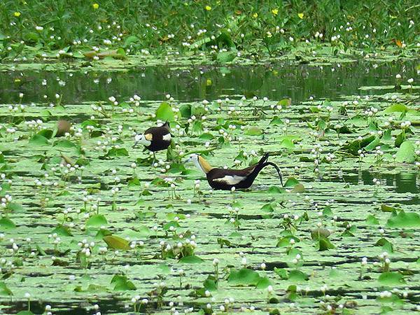 Gaoxiong u6.JPG Gaoxiong u6.JPG