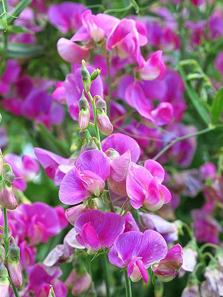 Schwabisch Hall a4.JPG Schwabisch Hall a4.JPG