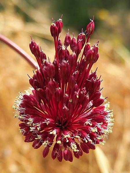 Greek flowers 5.JPG