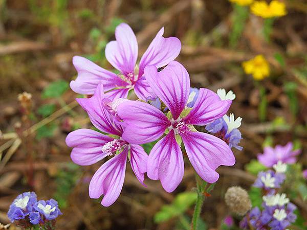 Greek flowers 26.JPG