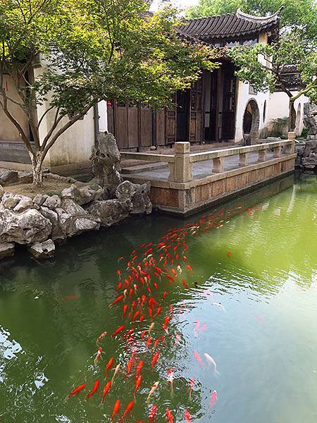 Tongli c3.JPG