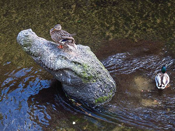 Freiburg a8.JPG Freiburg a8.JPG