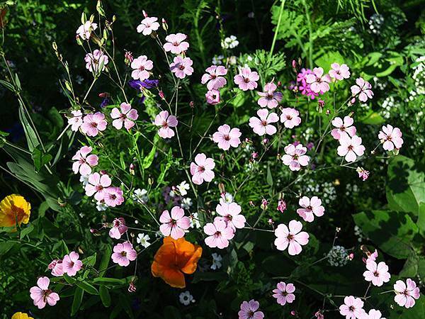 Breisach a5.JPG Breisach a5.JPG