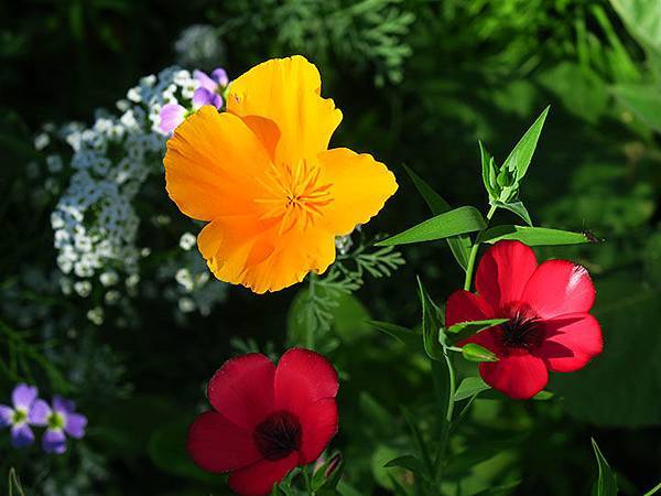 Breisach a6.JPG Breisach a6.JPG