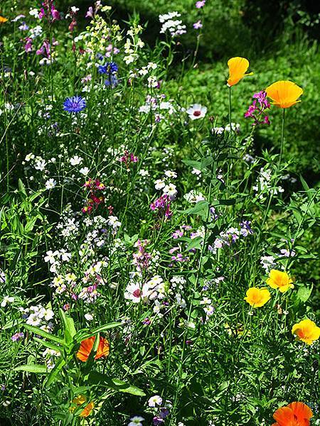 Breisach a7.JPG Breisach a7.JPG