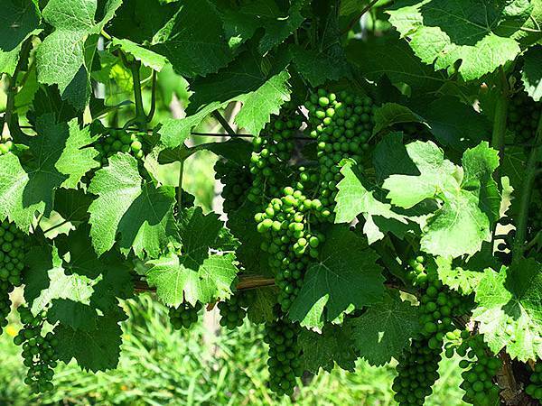 Breisach e5.JPG Breisach e5.JPG