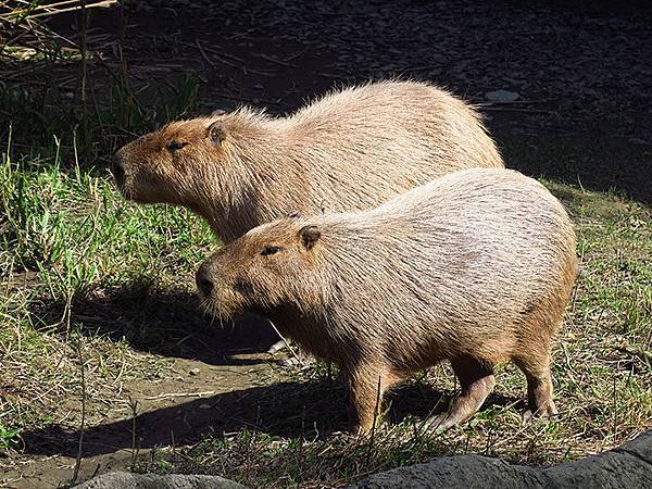 台灣‧台北‧木柵動物園(三)‧雨林館(Taipei Zoo 