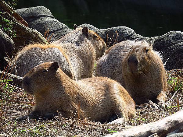 台灣‧台北‧木柵動物園(三)‧雨林館(Taipei Zoo 