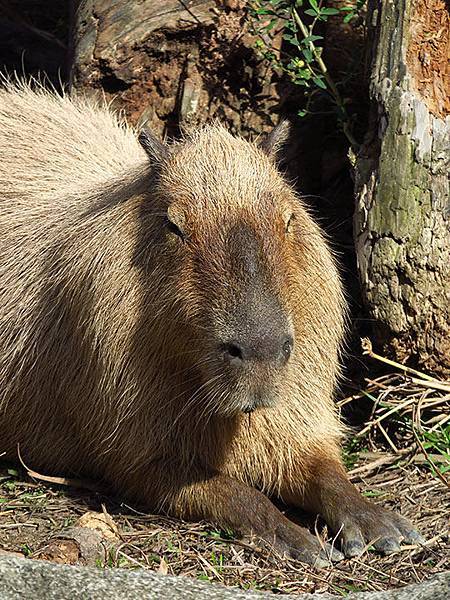 台灣‧台北‧木柵動物園(三)‧雨林館(Taipei Zoo 