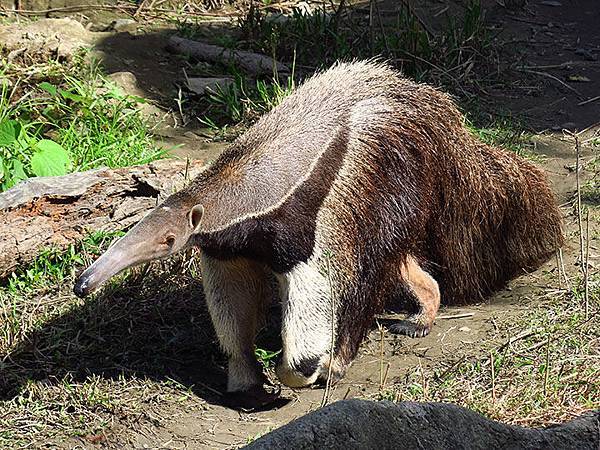 台灣‧台北‧木柵動物園(三)‧雨林館(Taipei Zoo 